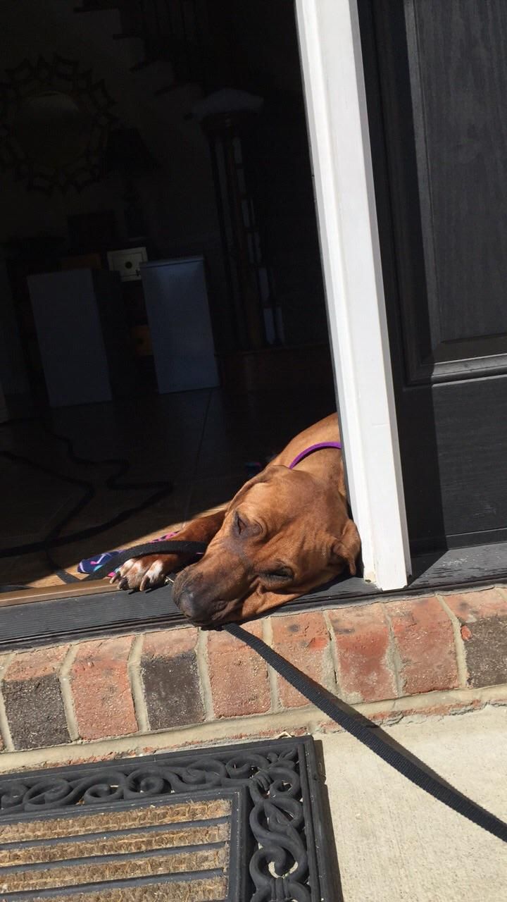This dog understands that just because the door is