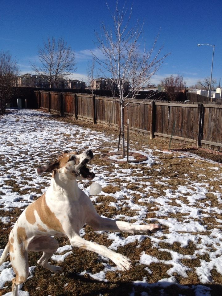 Quinn catching snowballs