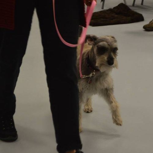 Chloe is a loose leash walking pro!