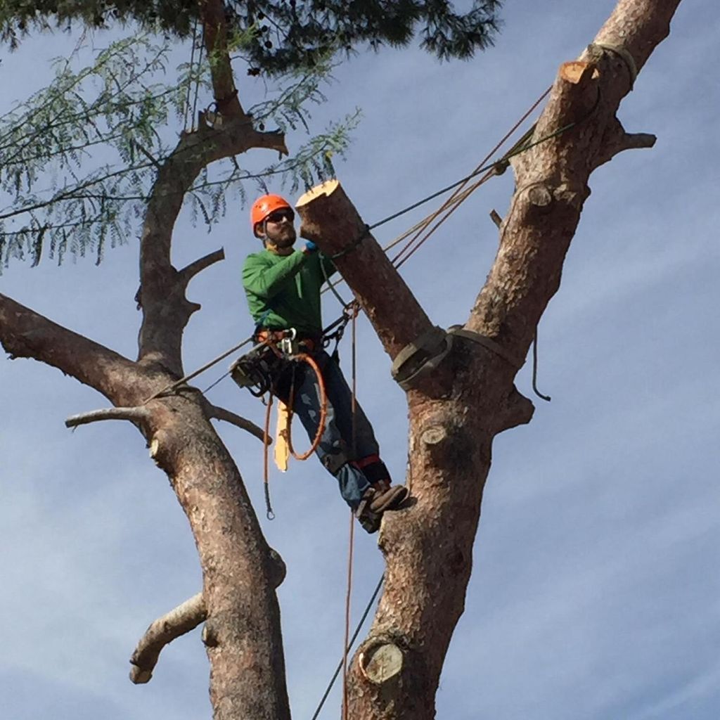 Rooted Tree Experts LLC