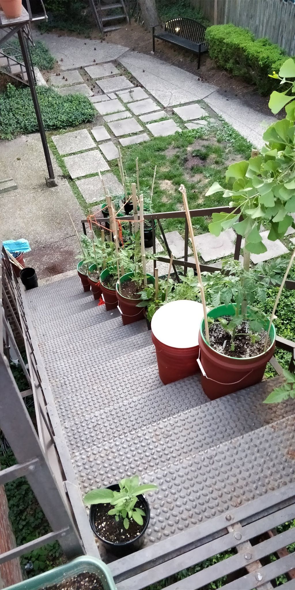 Four different varieties of tomatoes.