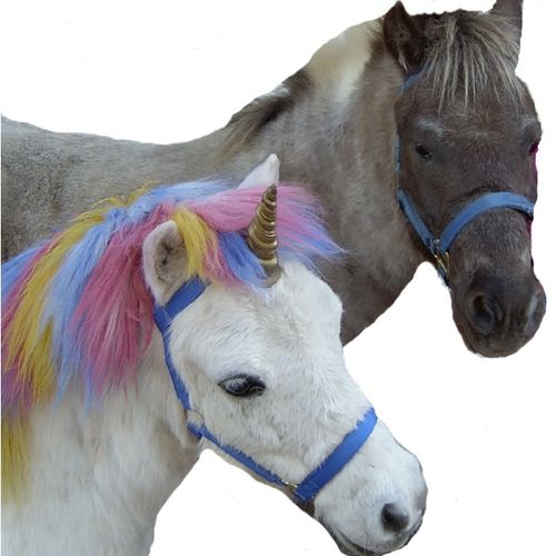 Pony rides, unicorn rides