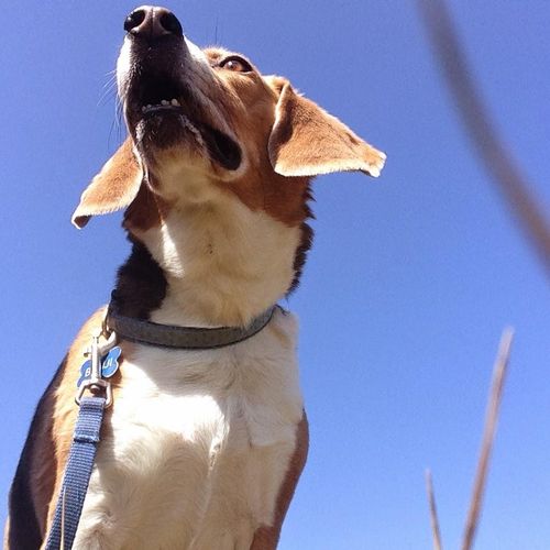 Handsome beagle client Benji!