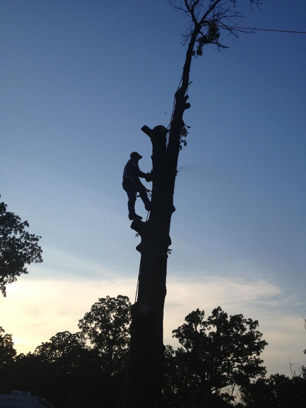 Tree Trimming Services & More LLC