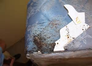 Bed Bugs On Mattress