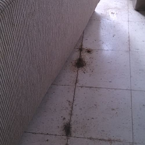 Bedbugs that have fallen behind a couch