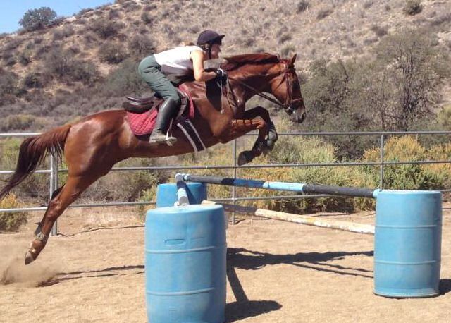 schooling Tabasco at home