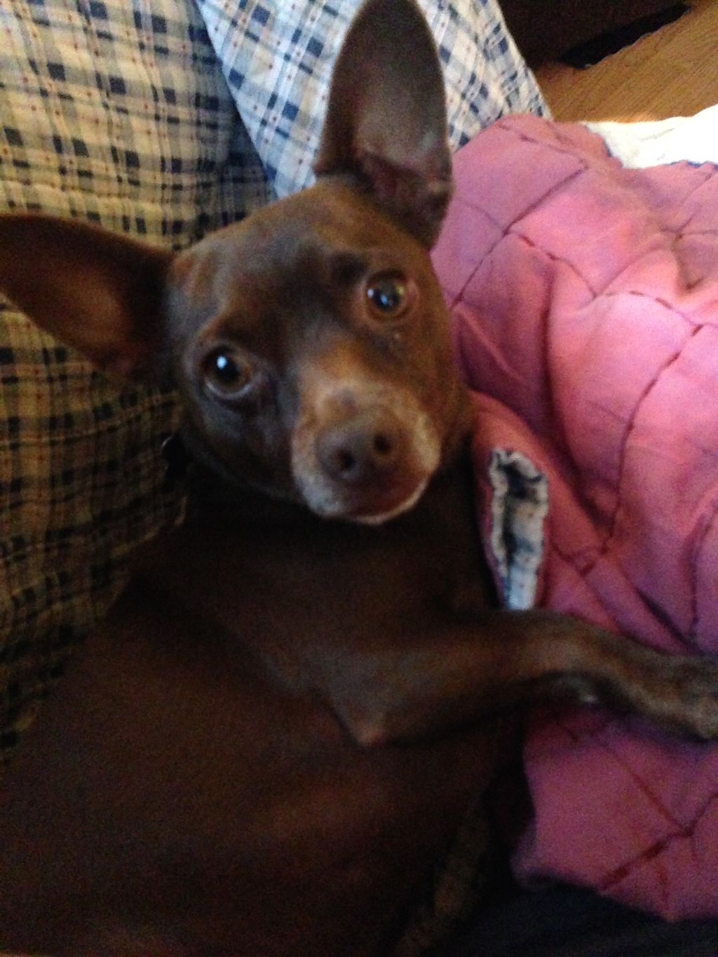 My pal Duncan, most often found right behind my he