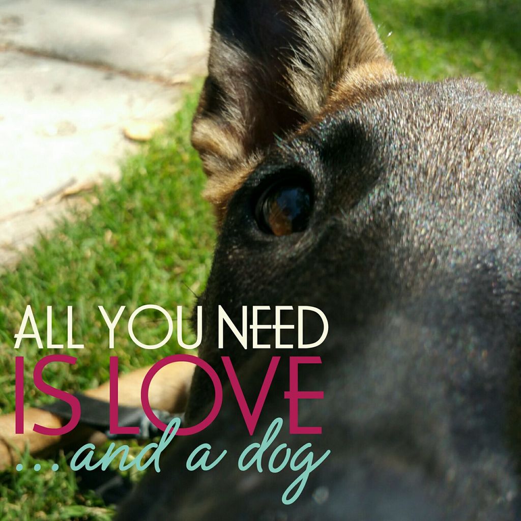 This is my Belgian Malinois Indy. She is two years