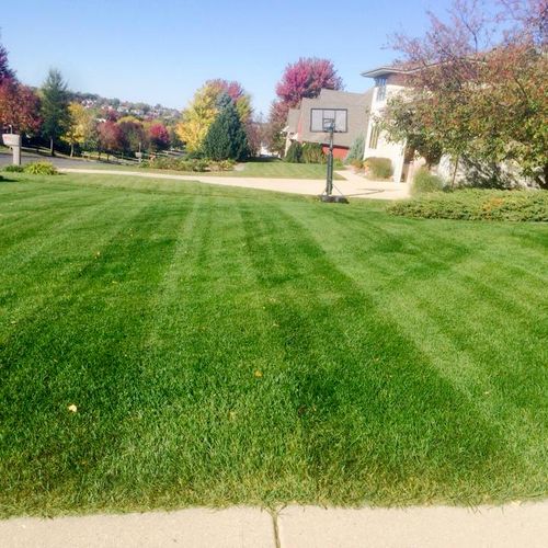 Beautiful stripes in this lawn