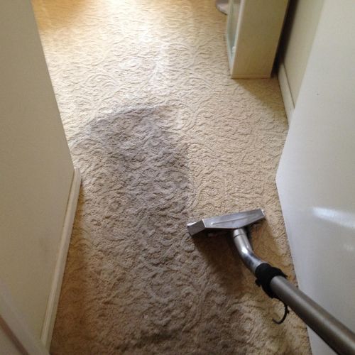 Carpets snap back like new with cleaning.