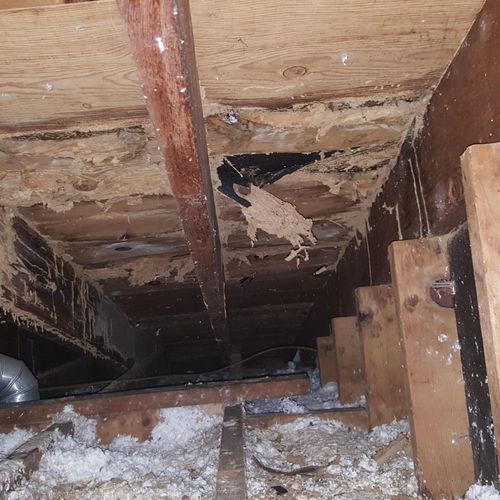 Termite Inspection and treatments