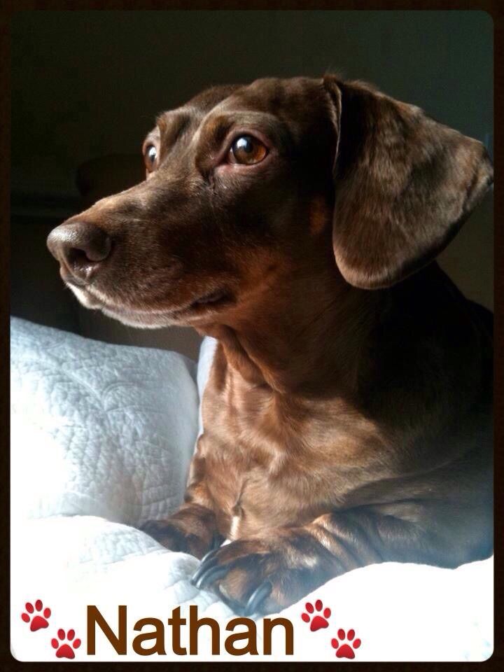 RIP My beautiful prince