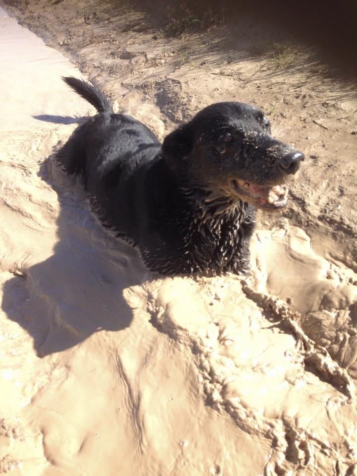 My black lab collie mix Bella!