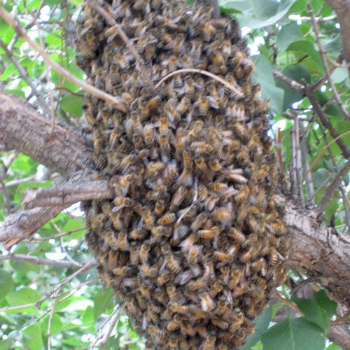 Bee swarms always need to be relocated.