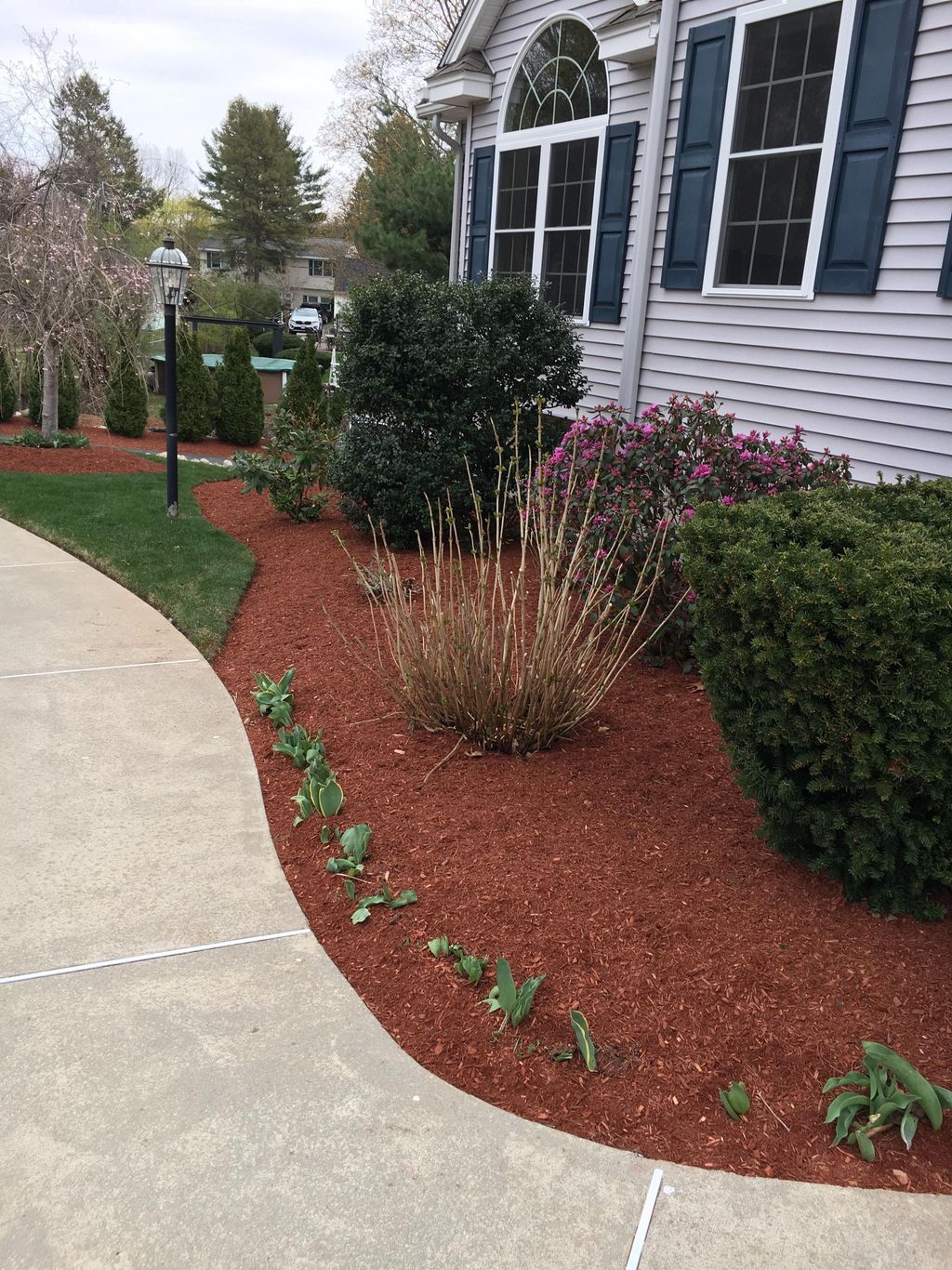 acorn tree and landscaping