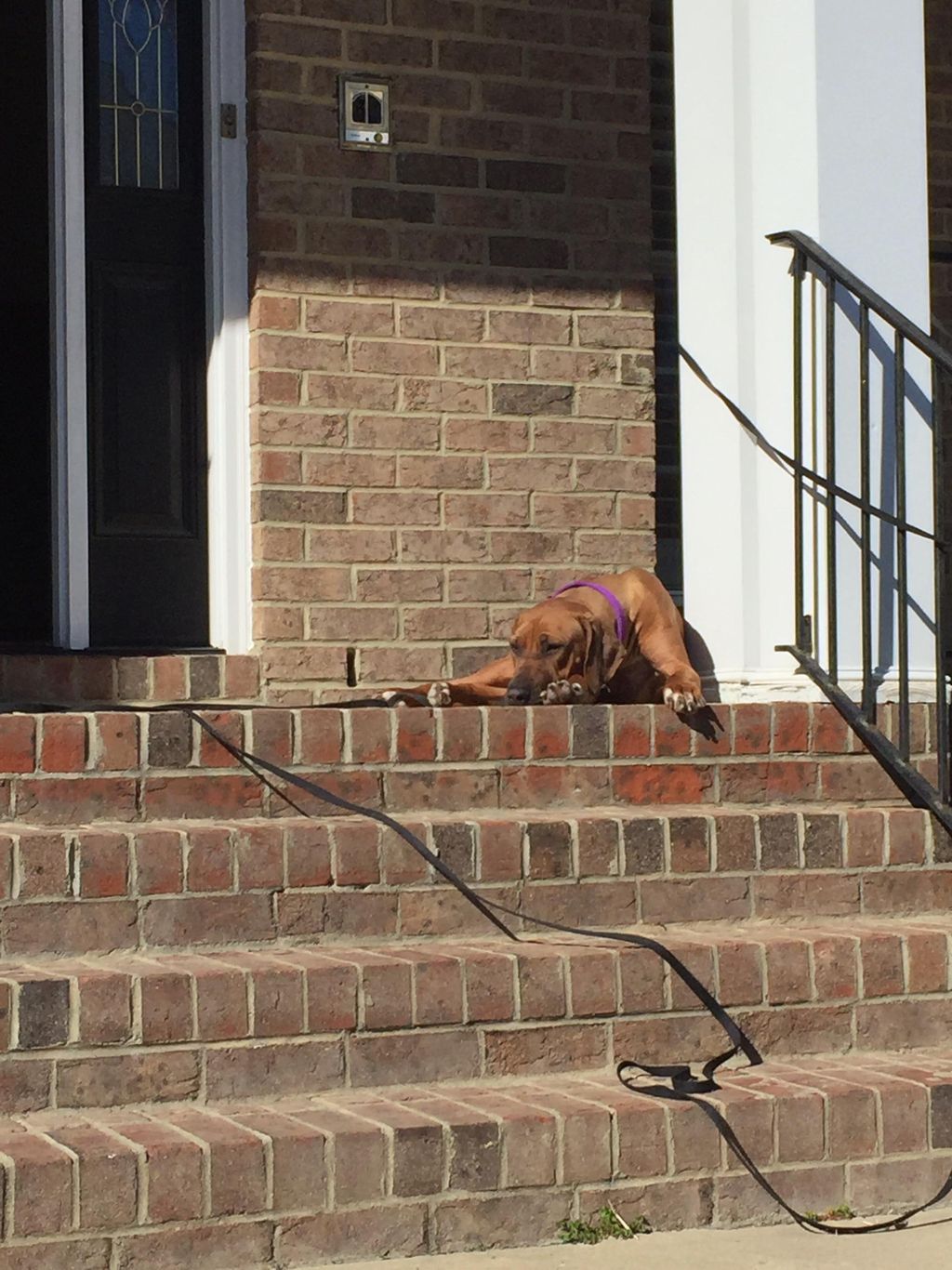 When allowed to come outside, she is supposed to r