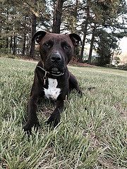 Blue doing a beautiful down-stay.