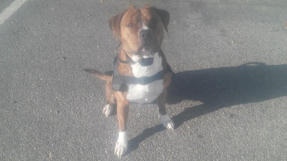 My working dog, Ace. 8yrs old. 