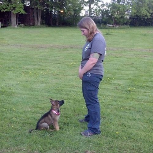 Focus and Obedience with a 9 week old German Sheph