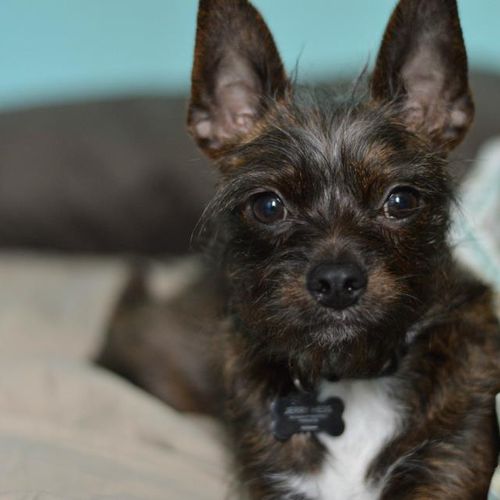 Meet Lincoln!  He is a Cairn Terrier with lots of 