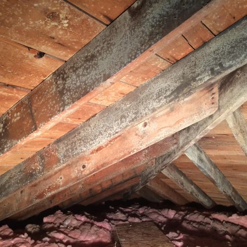 We can eliminate attic mold affordably!  We will n