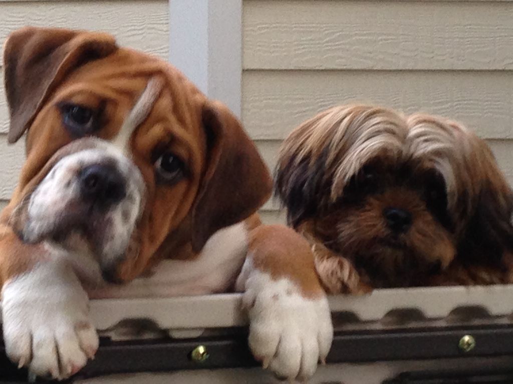 Dozer and Sophia best buds