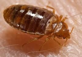 Bedbugs really do bite at night. This is when they