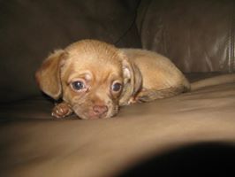 Little "Scrappy" being ridiculously cute!