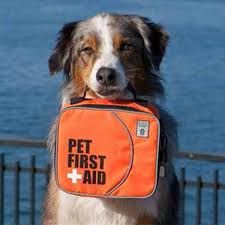 Pet First Aid Training