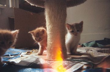 Some kittens I rescued from my backyard.  Orangie 