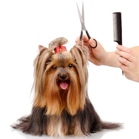 dog grooming services near me