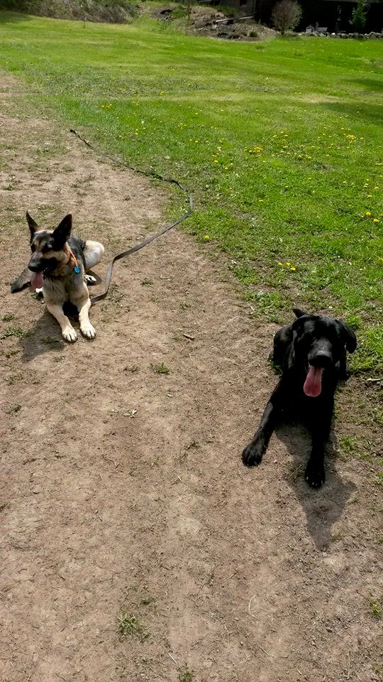 Dezi (Board and Train) and Goose