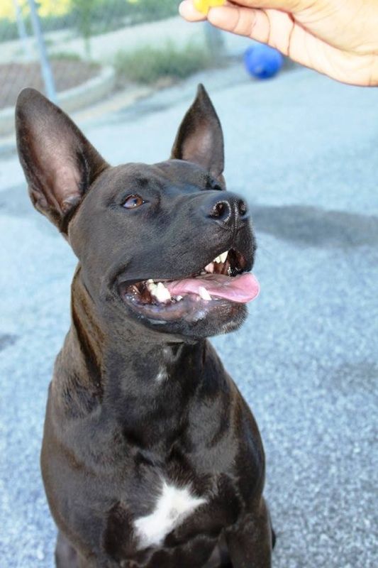 Charlie showing off his manners he learned at The 