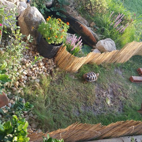 Tortoise enclosure and backyard garden pond I thin