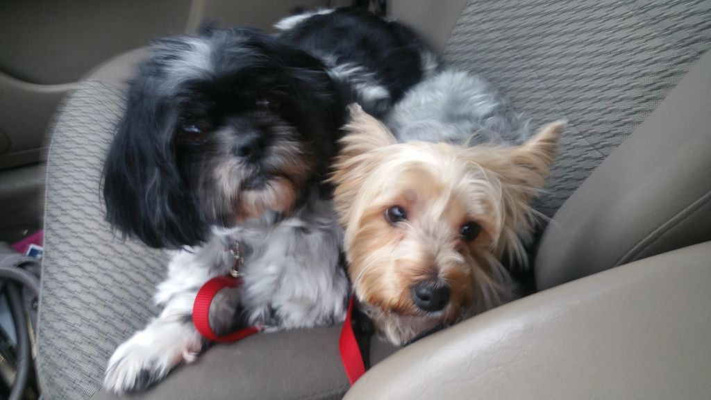 THIS IS PACO AND YESMINE. I WATCH THESE BUNDLES OF