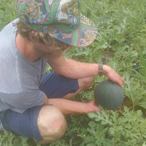 Sugar baby watermelons are an heirloom variety of 