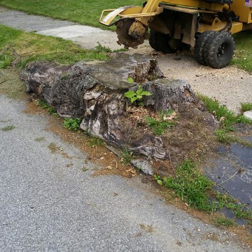 Before picture of a stump in Haverford, PA