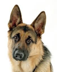 One of my top favorite breeds of dogs originating 