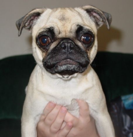 Diva - Pug * 6 yrs old - abused rescue