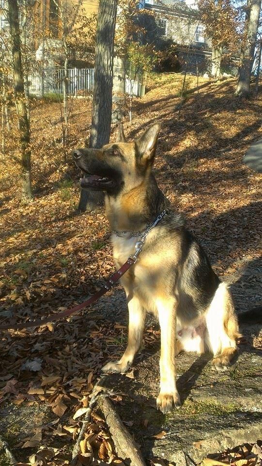 Ranger
