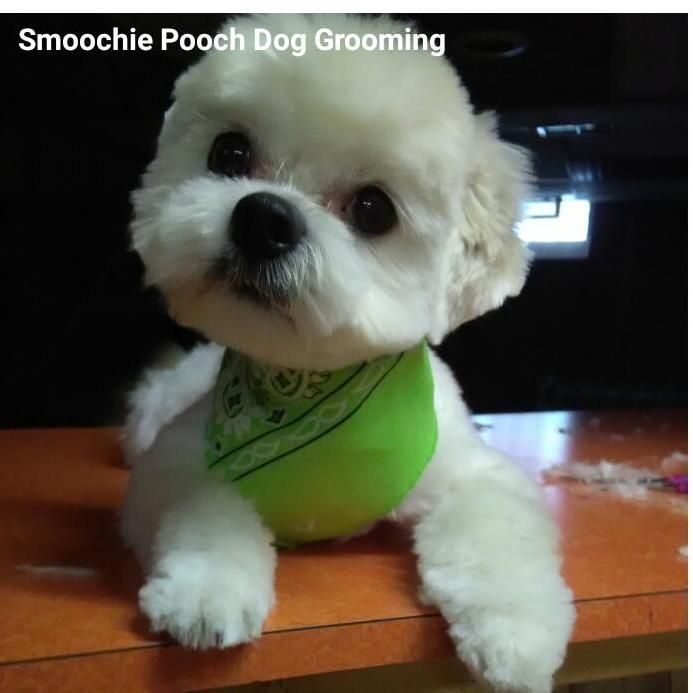 Smoochie Pooch Dog Grooming