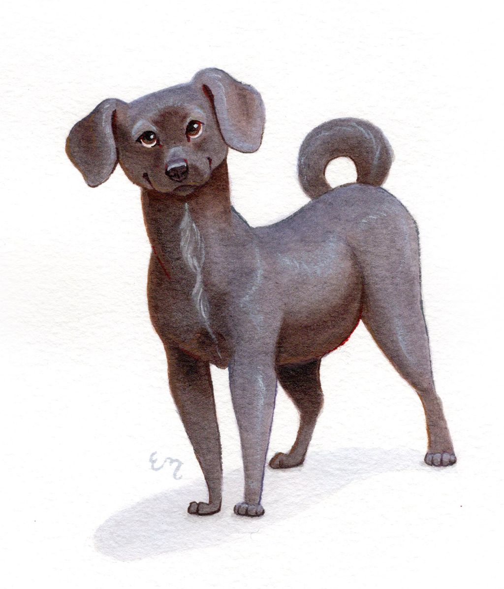 Custom pet portrait