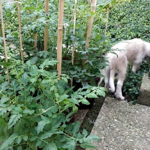 More tomatoes.  I have a puppy and a kitten.
