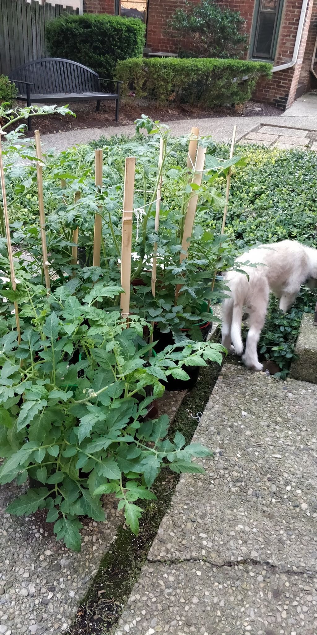 More tomatoes.  I have a puppy and a kitten.