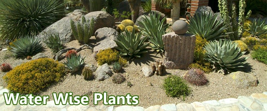 Water wise plants for Arizona