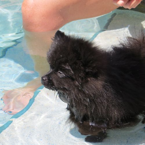 Playing with my Pomeranian Ozzie in the pool