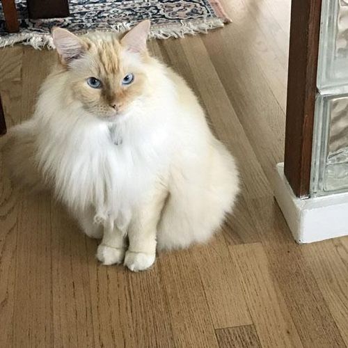 Jackson, the flame point Ragdoll, at home in Land 