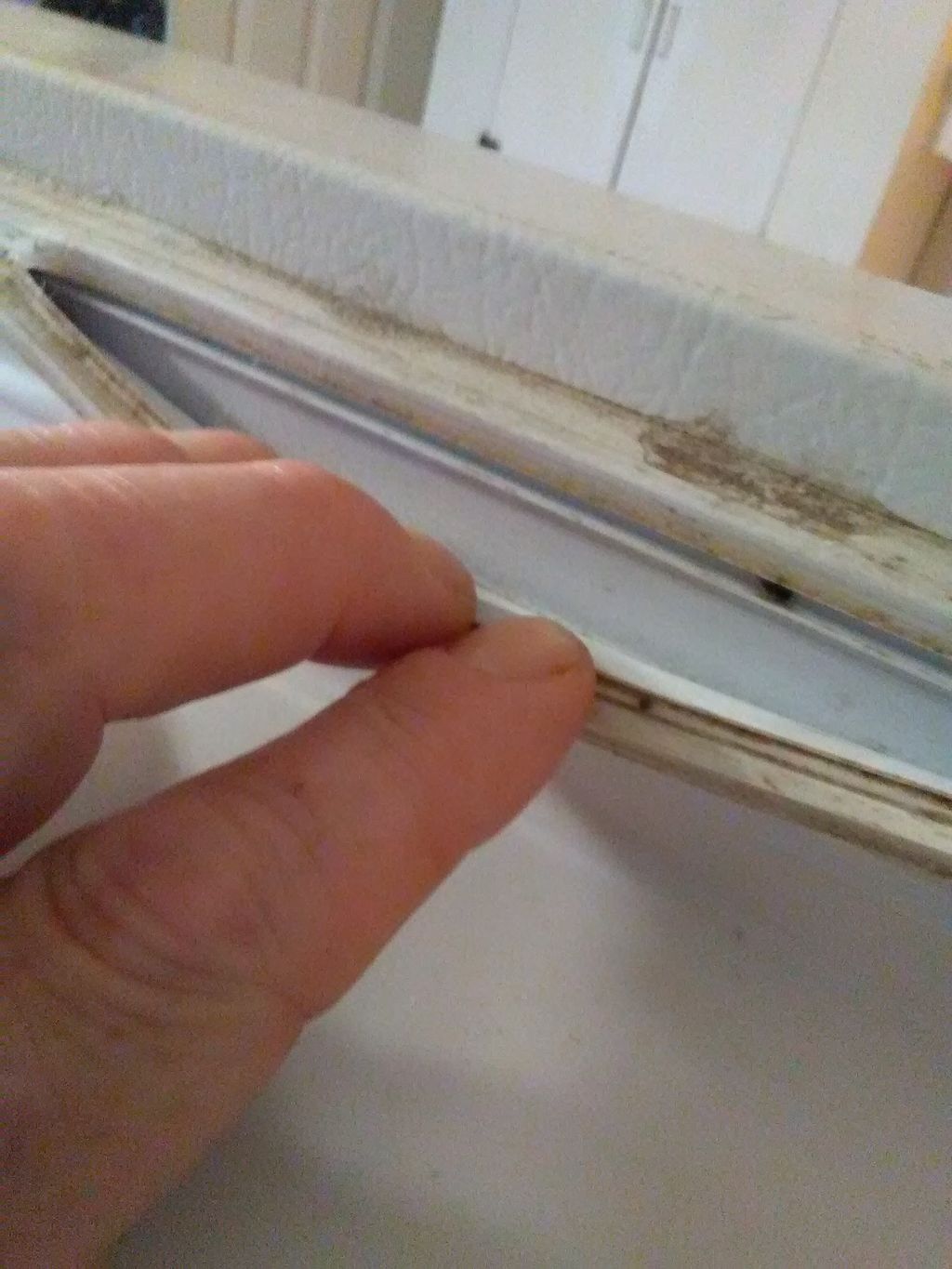 This is an Amana bottom mount fridge with a torn d