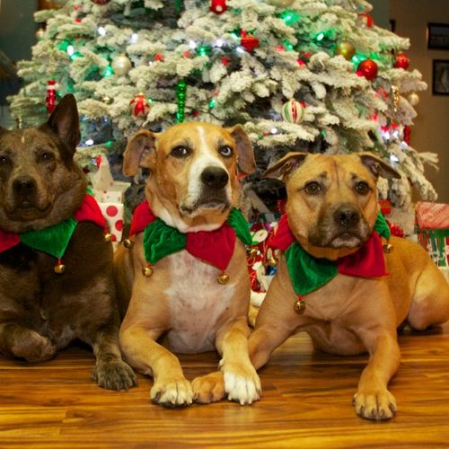 Merry Christmas from Houla, Boudreaux & Roxie